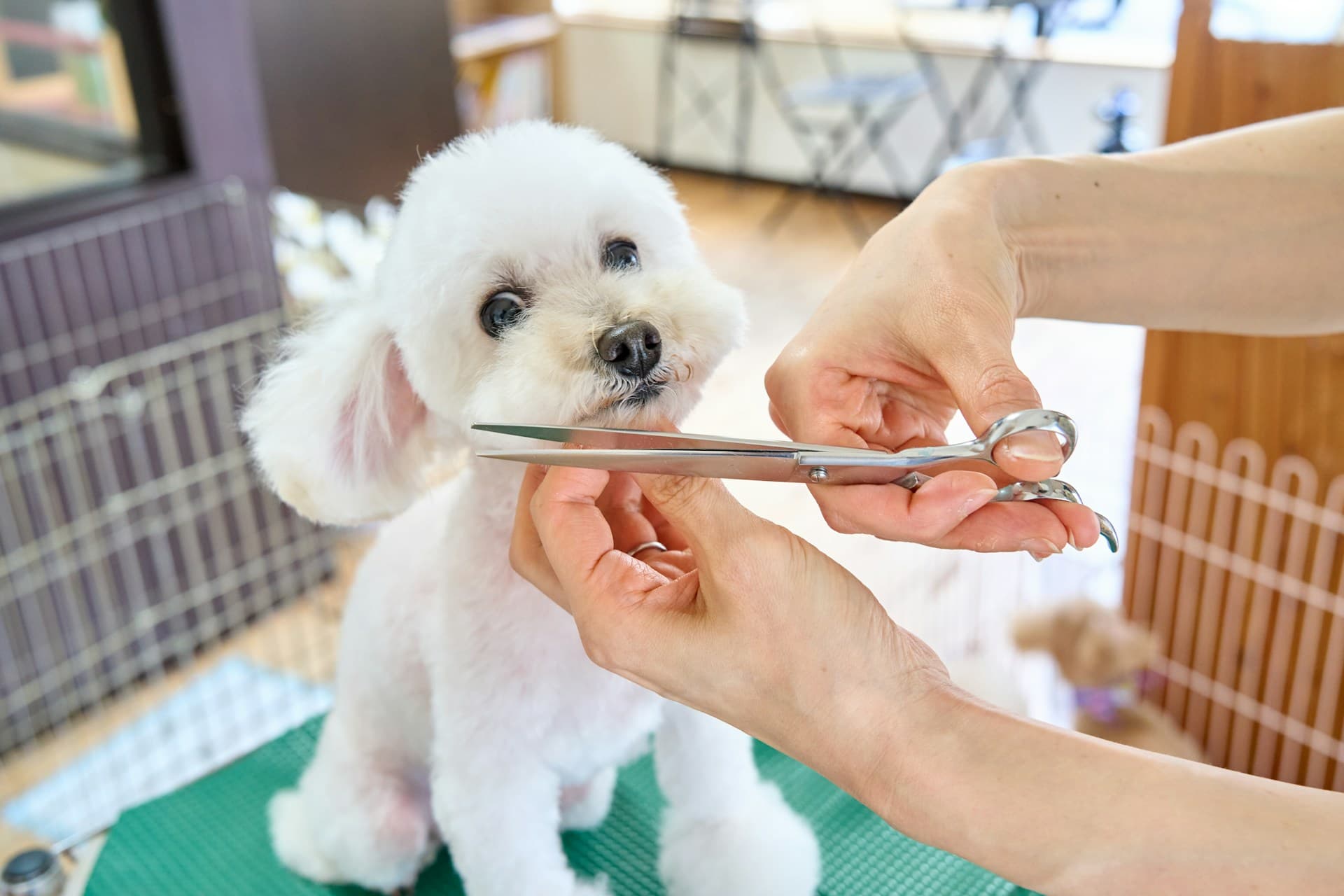 Professional pet stylist grooming a dog